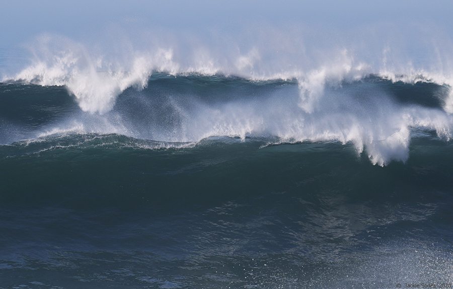 The Natural History of Bodega Head Liftoff