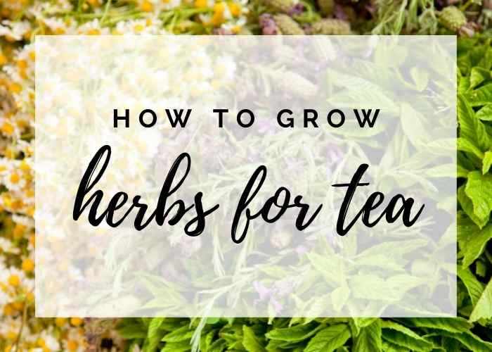 How to Grow Herbs for Tea + List of Herbs for Tea Koti Beth