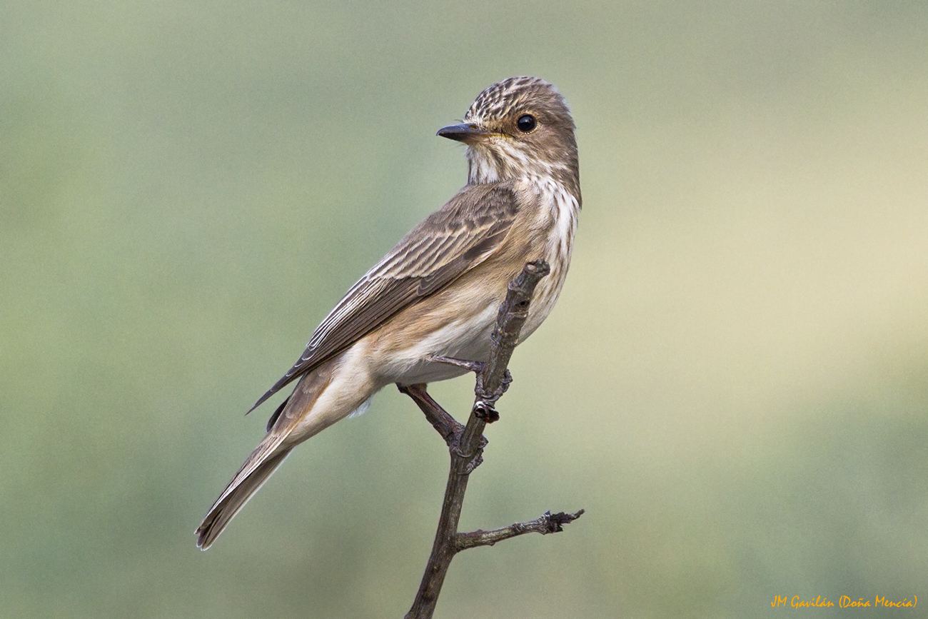 Fotografía de Naturaleza - JM Gavilán: Papamoscas gris (Muscicapa striata)