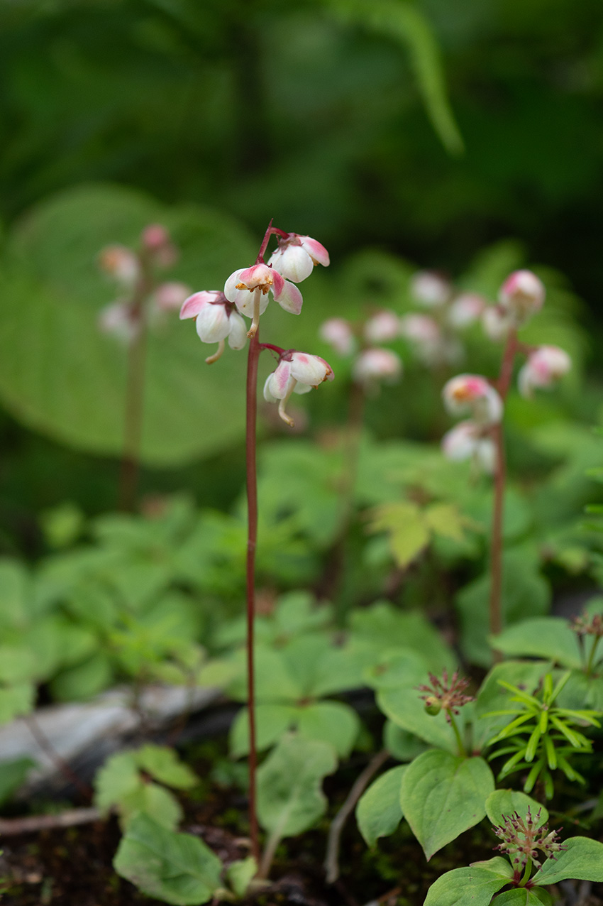 ブログ 日本の固有植物 コバノイチヤクソウ(Kobanoichiyakoso