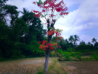 A Tree In The Middle Of The Rice Field After Harvesting, Ringdikit Village, Buleleng, North Bali, Indonesia