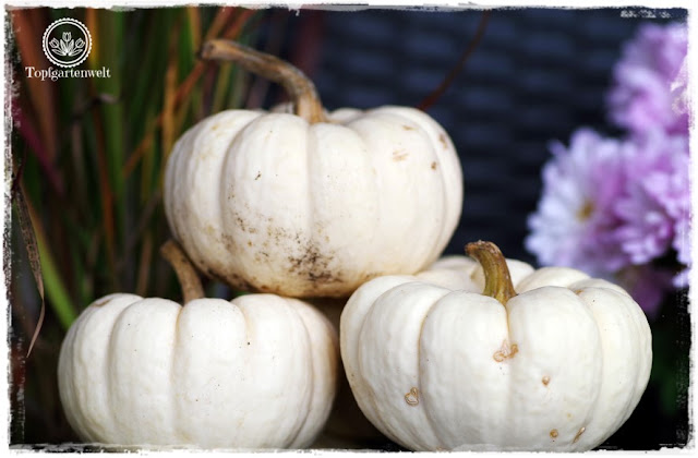 Gartenblog Topfgartenwelt Kooperationen: Baby Boo-Kürbisse aus dem Garten