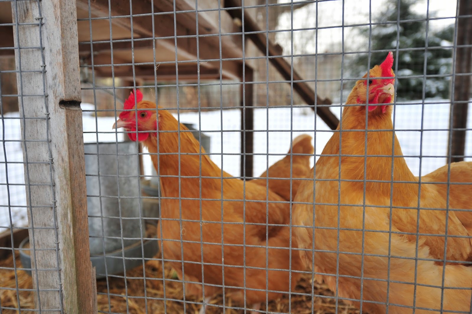 Writing With Light Backyard Chickens