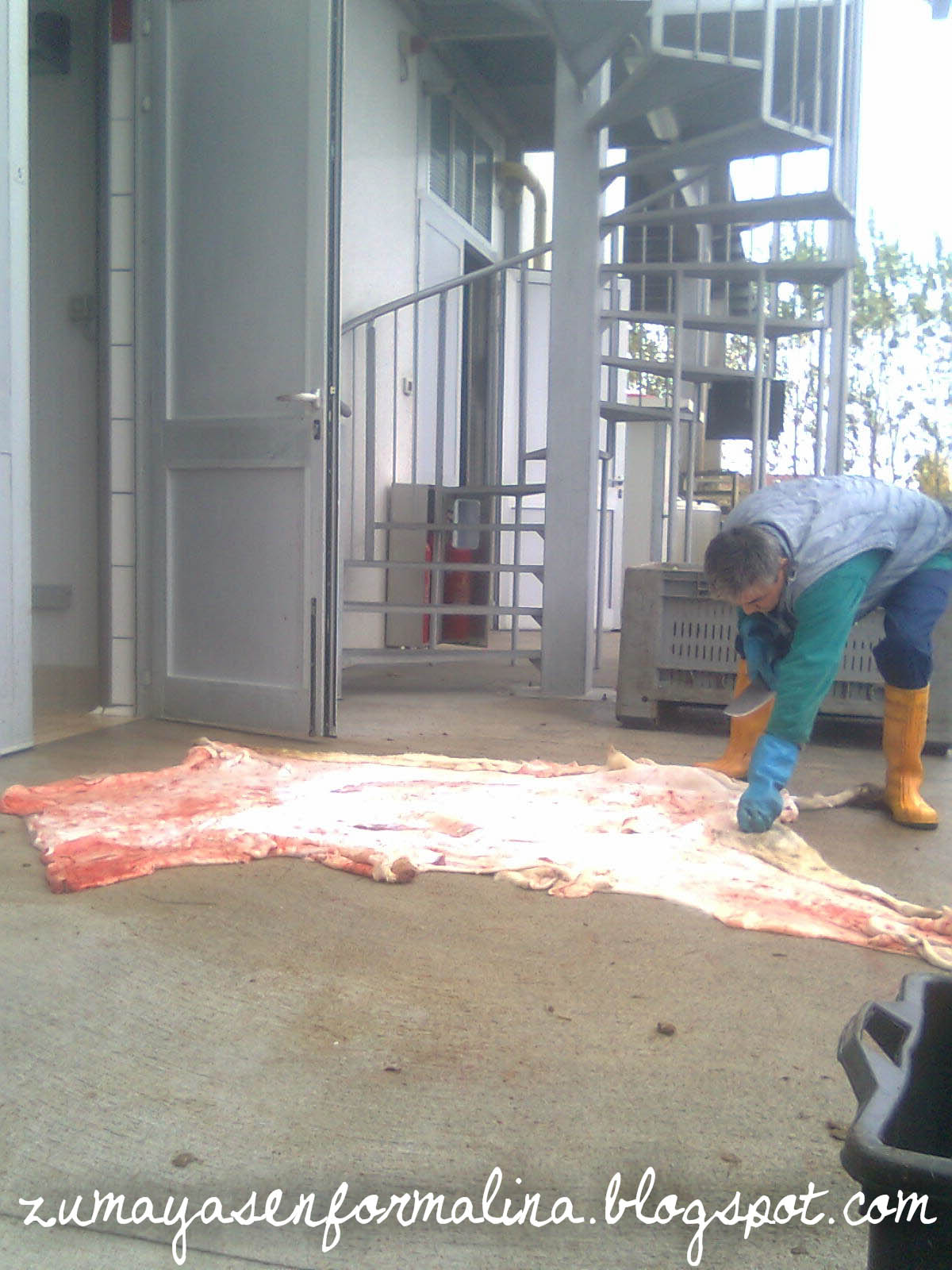 ZUMAYAS EN FORMALINA Así se obtiene la piel de vaca