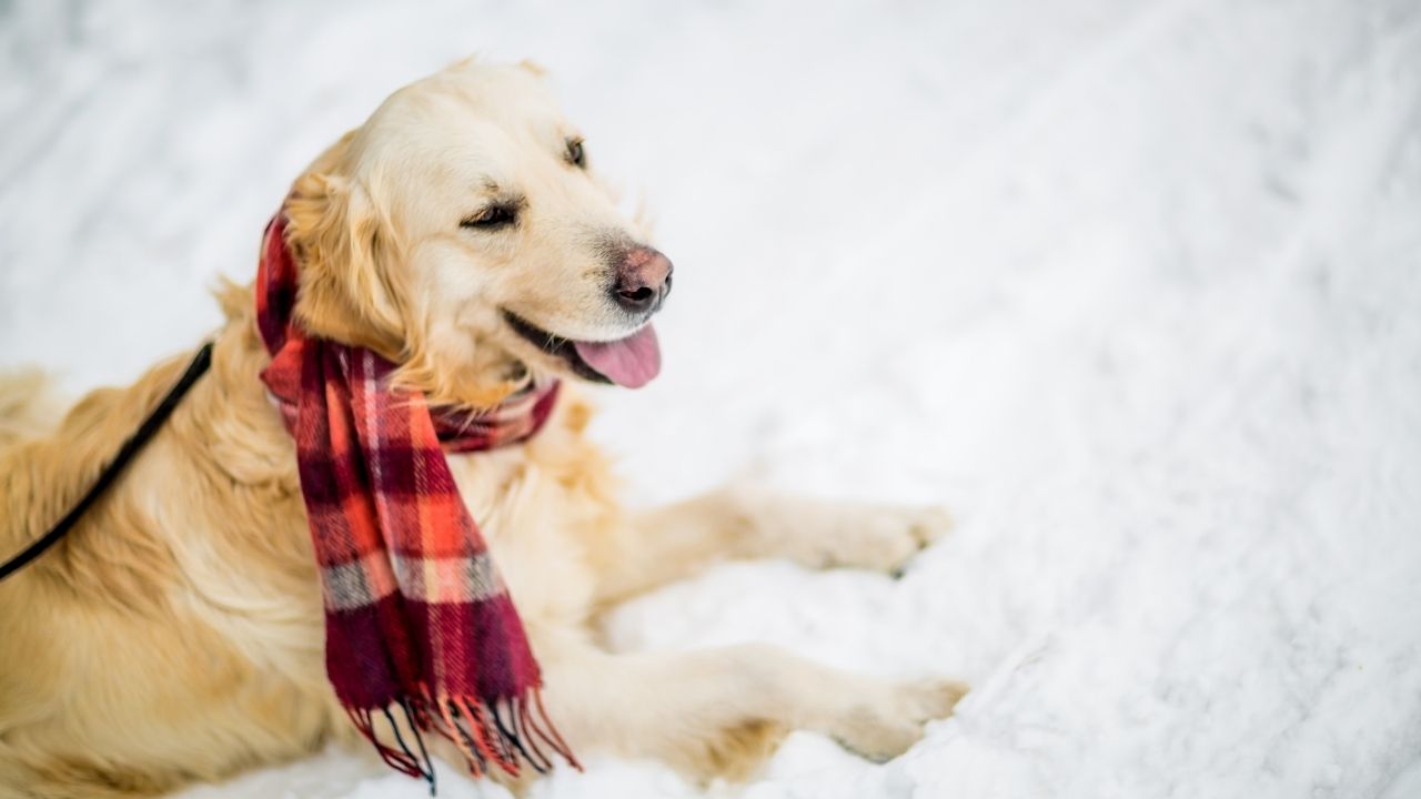 Do Golden Retrievers Get Cold at Night?