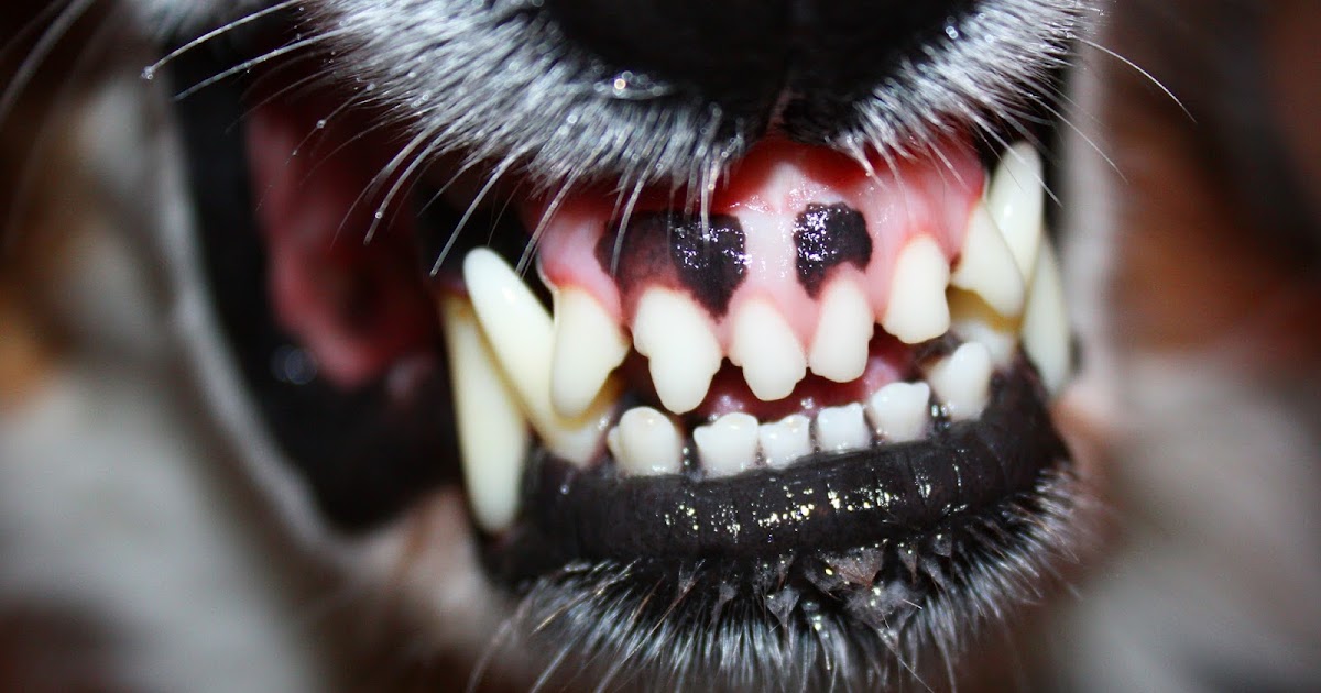 1 1/2 schwierige Hunde