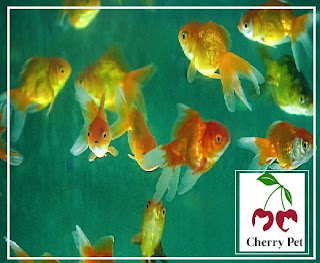 petshop kozyatagi akvaryum satan yer