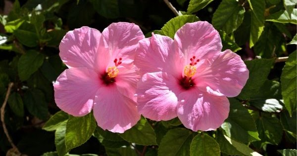 How To Fertilize Hibiscus Basic Guide