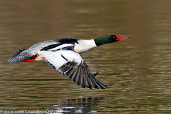 merganser common delete send save source why birdwatching flight started