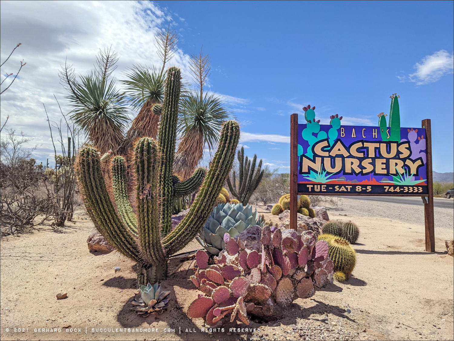 Bach's Cactus Nursery, a must see destination in Tucson, AZ May 20