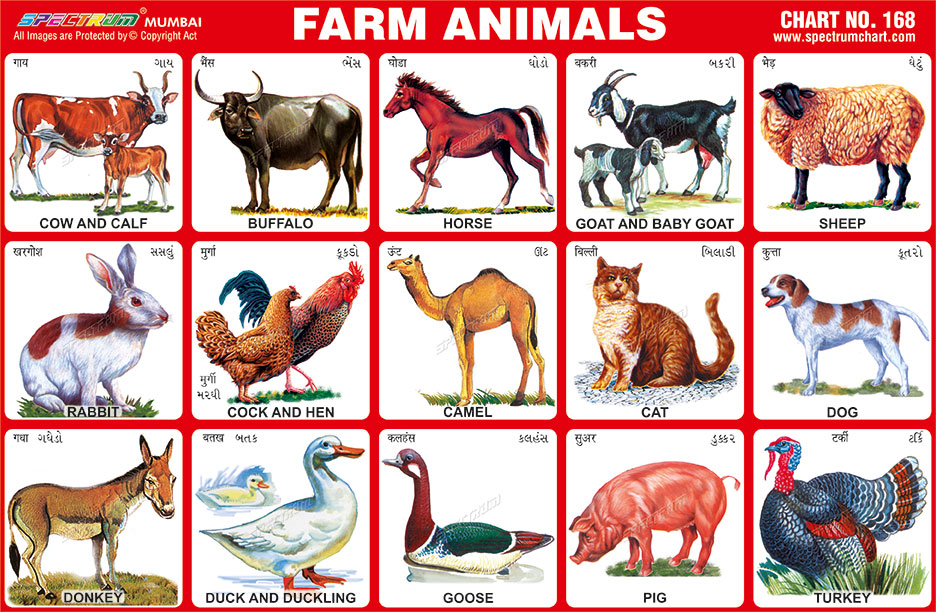 Spectrum Educational Charts: Chart 168 - Farm Animals