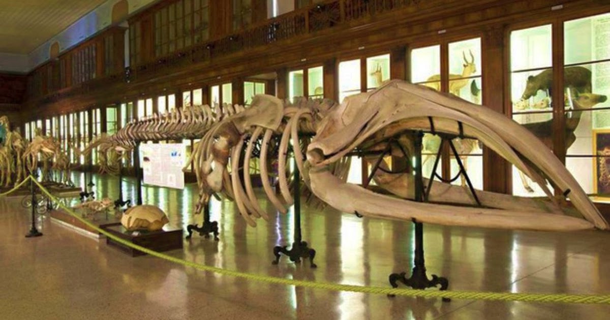 Rangkuman IPA Kelas 7 Semester 2 Untuk Bekal Belajar