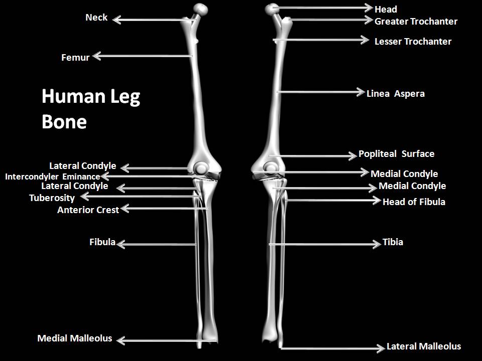 Manash Subhaditya Edusoft Human Skeleton System Boney Inner