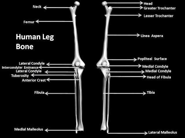 Human Leg Bones 91