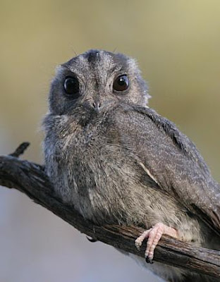 New Caledonian Owlet-night jar it is one of the rarest birds in the world having the features of owl and Nightjar.