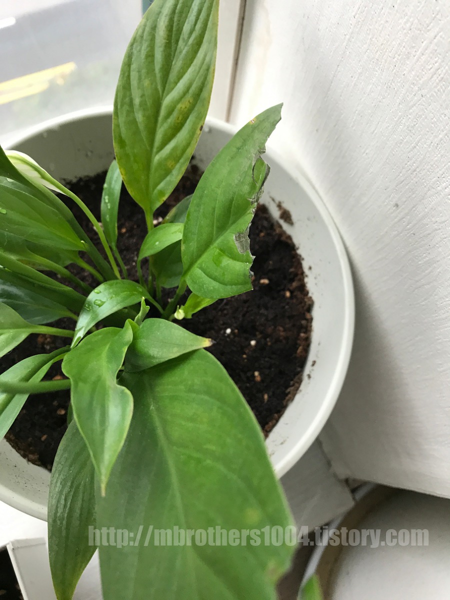 이케아 공기 정화 식물 IKEA Air purification plant