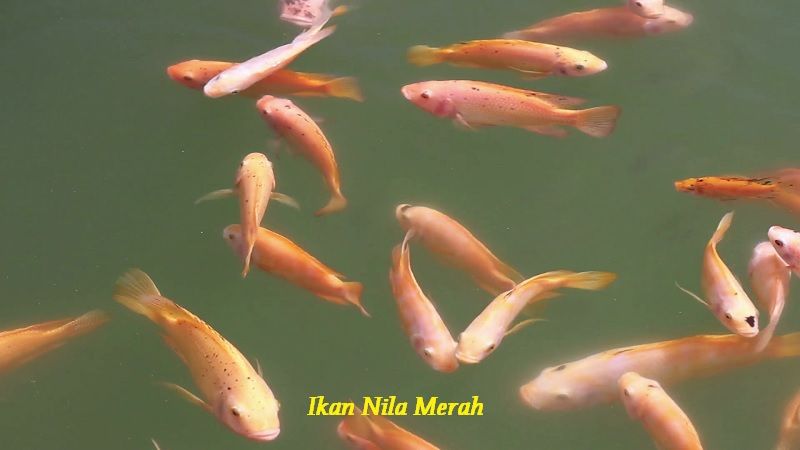 Gambar Ikan Nila Merah