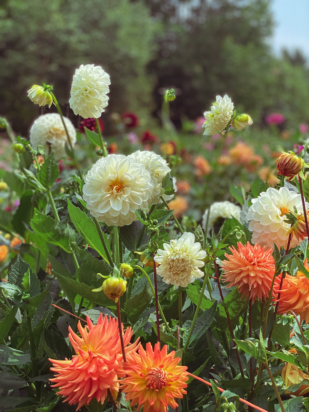 12 Flowers for a Summer Garden Beautiful Plants That Bloom All Summer