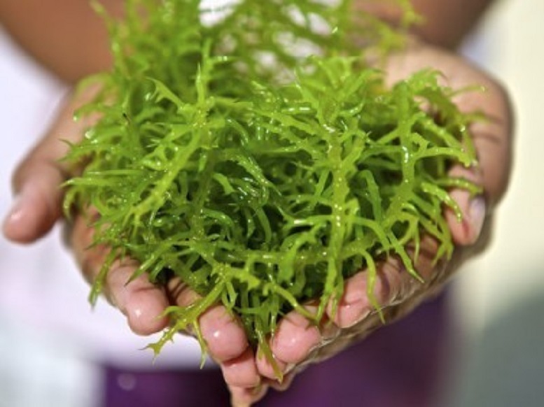 Spirulina La Fonte Naturale più Ricca di Proteine e Ferro. Bio Lotus