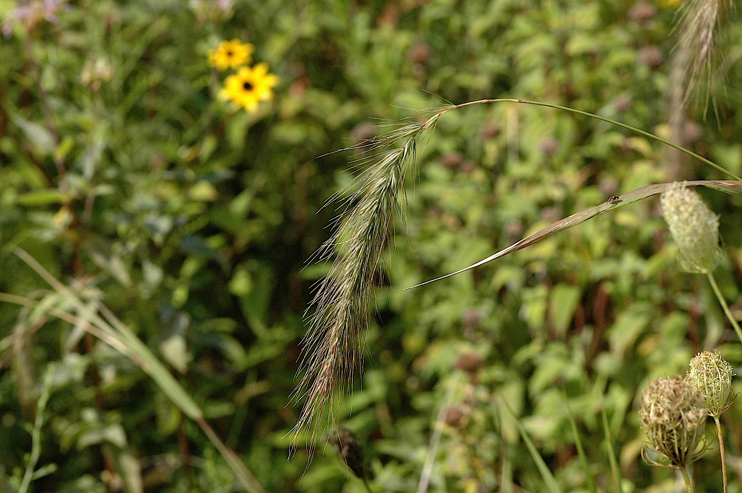 Field Biology in Southeastern Ohio: August 2011