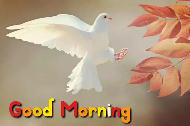Amazing Good Morning Images Hd Free Download