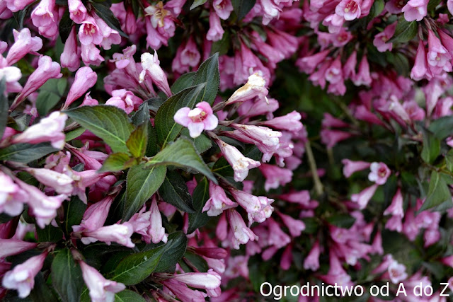 Krzewuszka- kwiaty Weigela