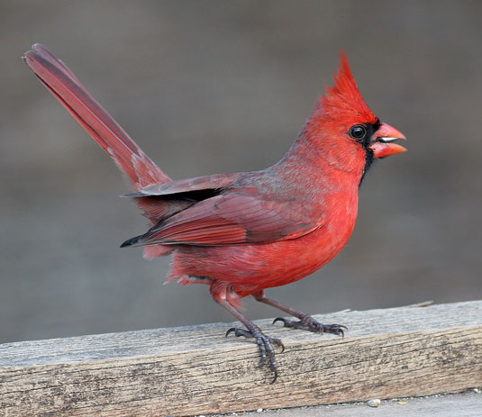 The Cardinal | Bird USA | Beauty Of Bird