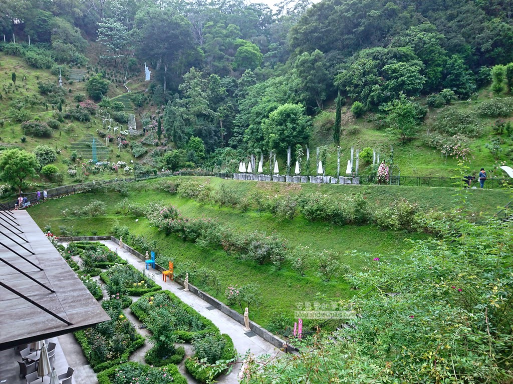 苗栗景點,雅聞七里香玫瑰森林,苗栗親子旅遊