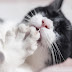 Τα νύχια της γάτας είναι όμοια με του ανθρώπου;