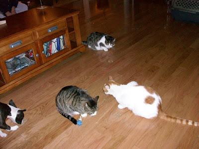 Image of 3 cats enjoying catnip, and a dog