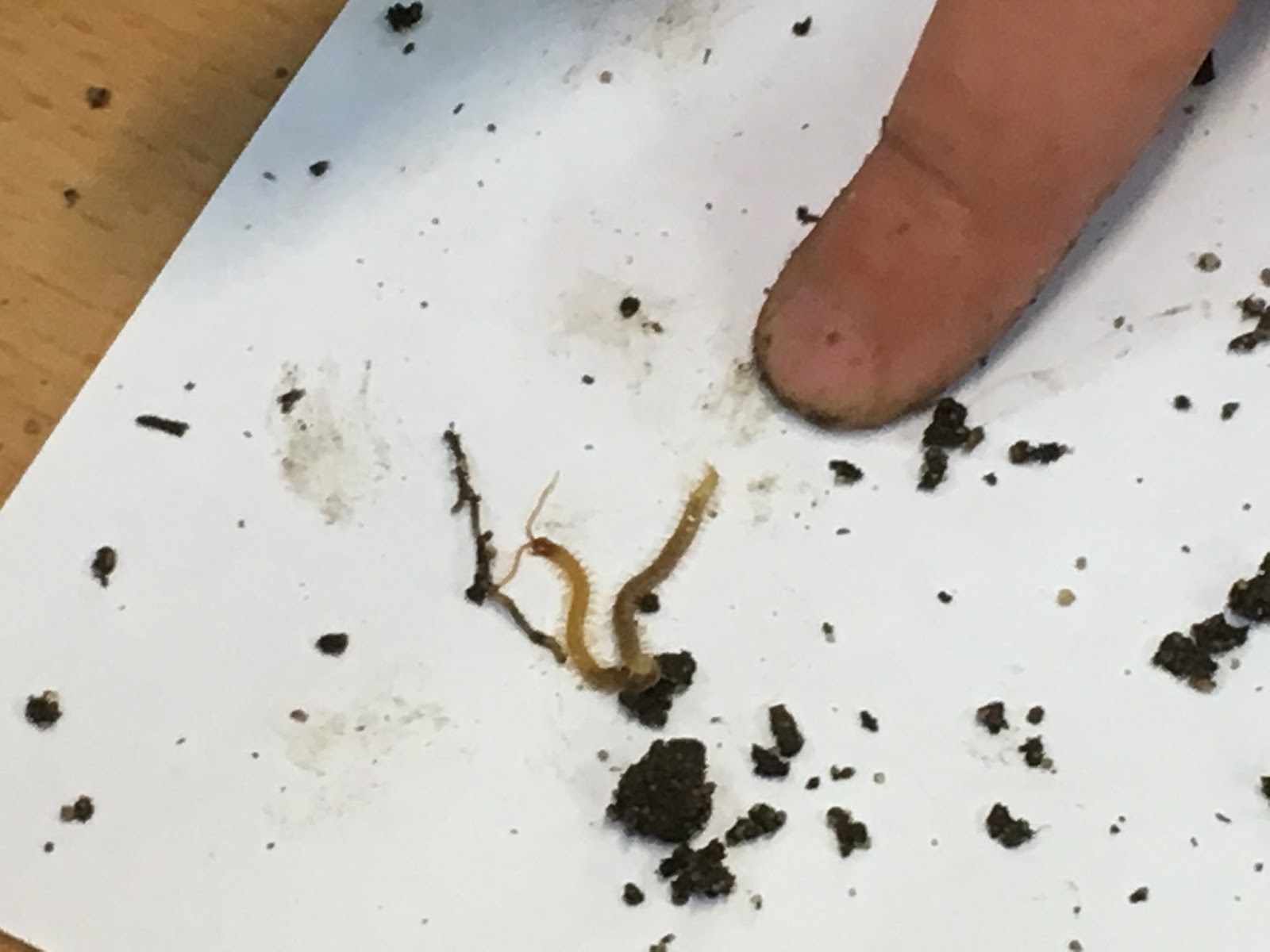 Groep 3 en 4 Kleine beestjes