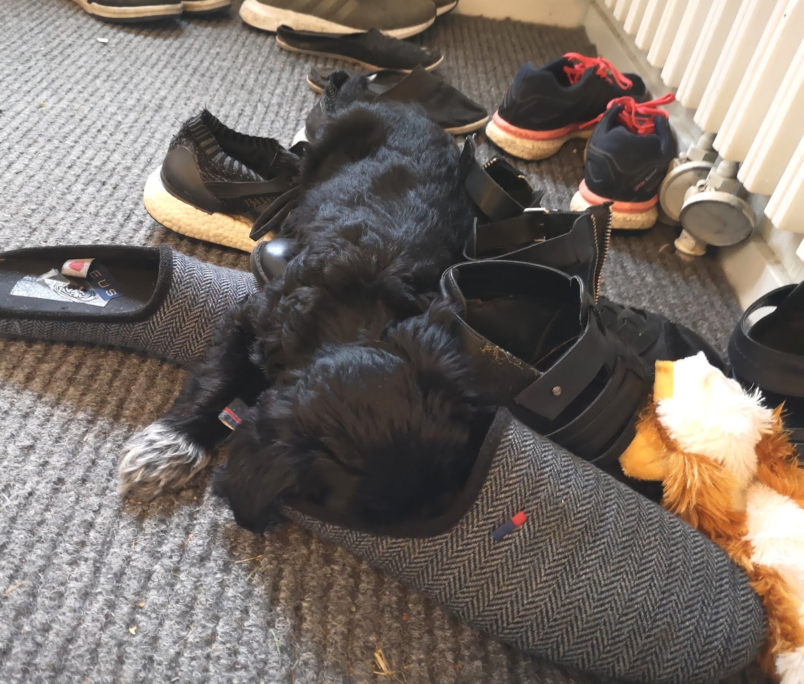 Prada is in the building! HUNDLYCKA