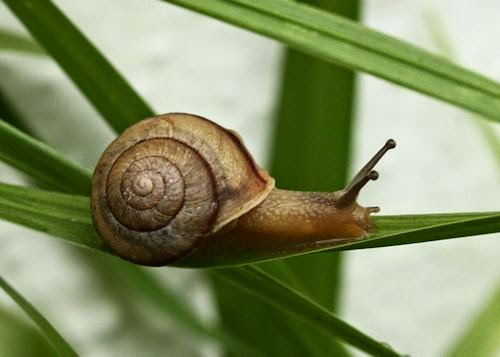 Cerita Inggris Indonesia: Why Snails Climb up Grass