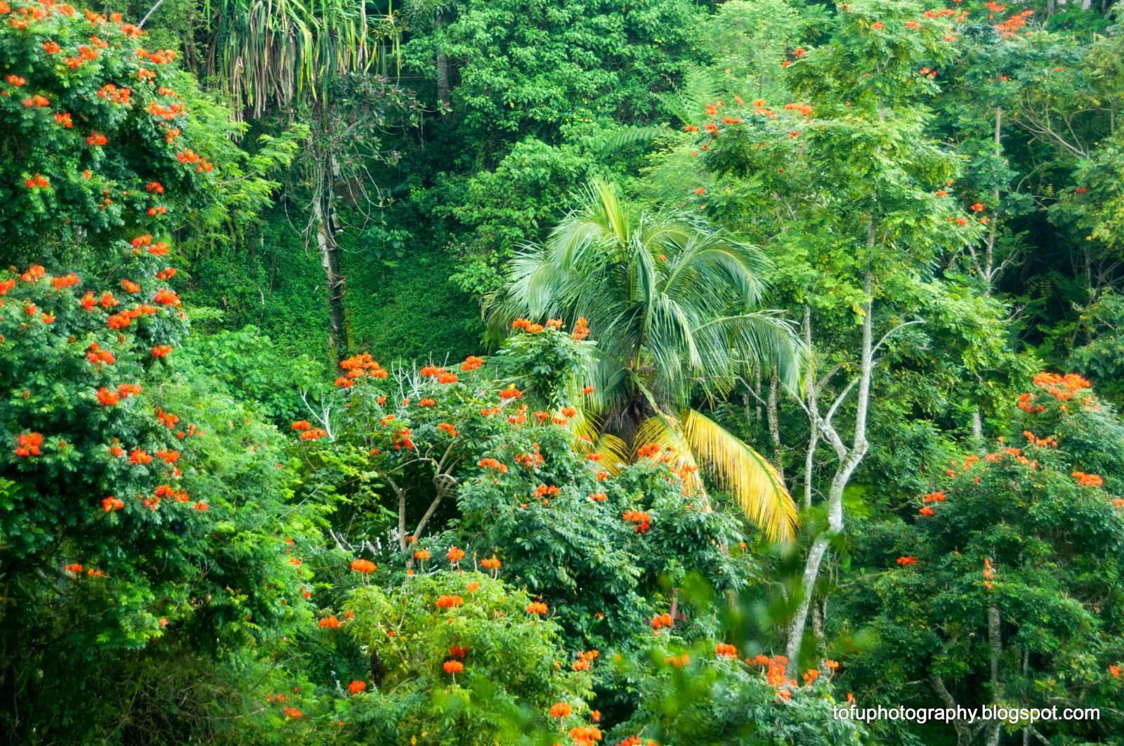 Tofu Photography Lush tropical forest at Penang Hill, Penang, Malaysia