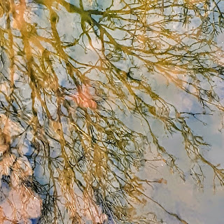 Bare tree tops reflected in a muddy puddle
