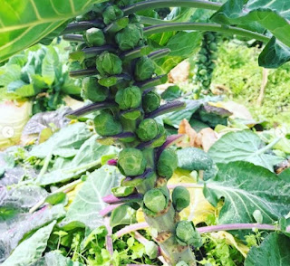 Las frutas y las verduras ayudan a mantener un buen corazón.