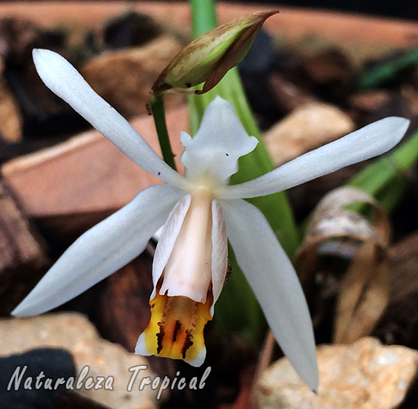 Flor de la orquídea Coelogyne viscosa o Coelogyne graminifolia