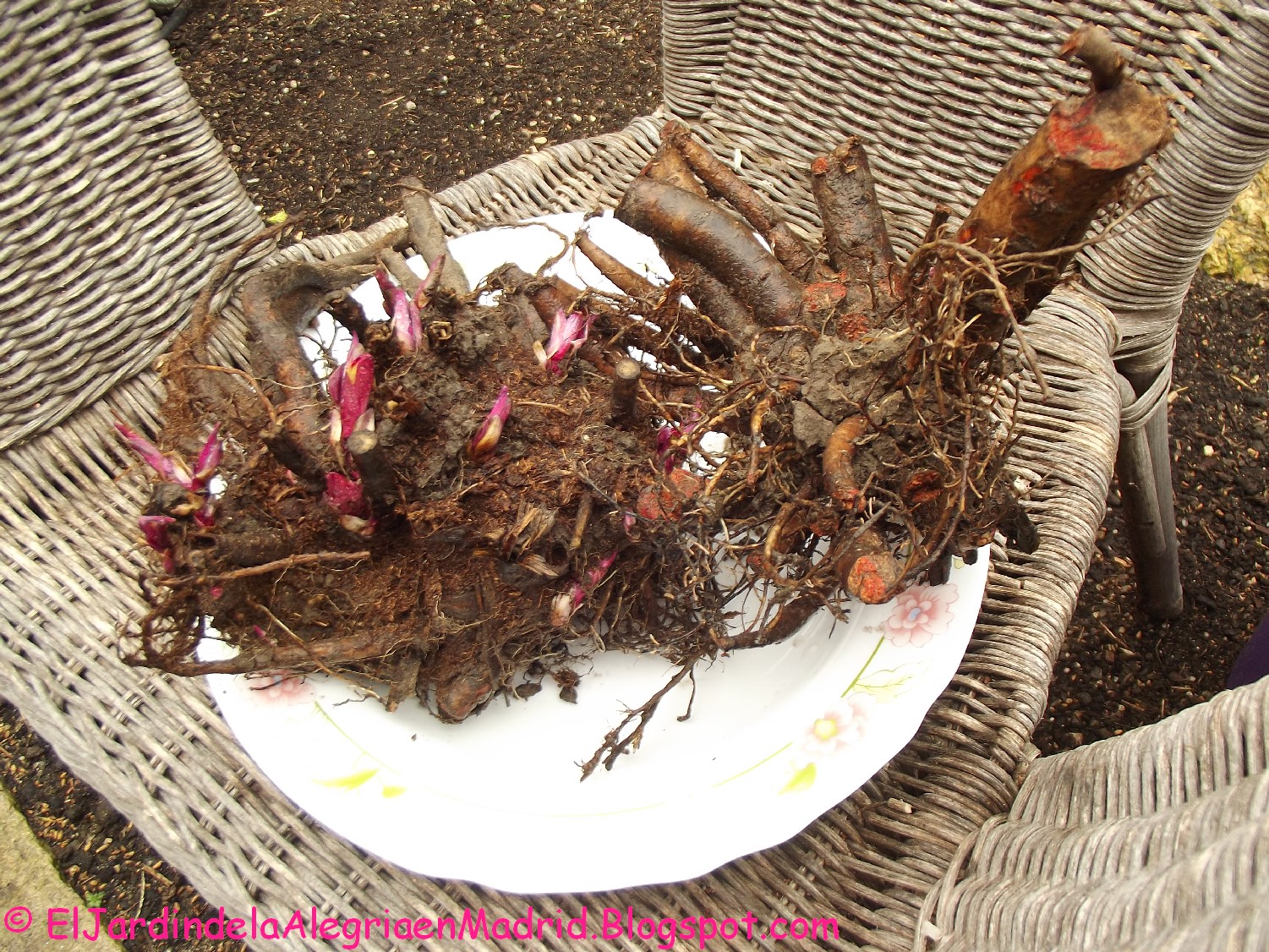 seda Sinceridad Contribuir El jardín de la alegría : Paeonia lactiflora 'Karl Rosenfield' a raíz  desnuda (rizomas)