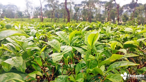 Tanaman Teh Pohon Teh