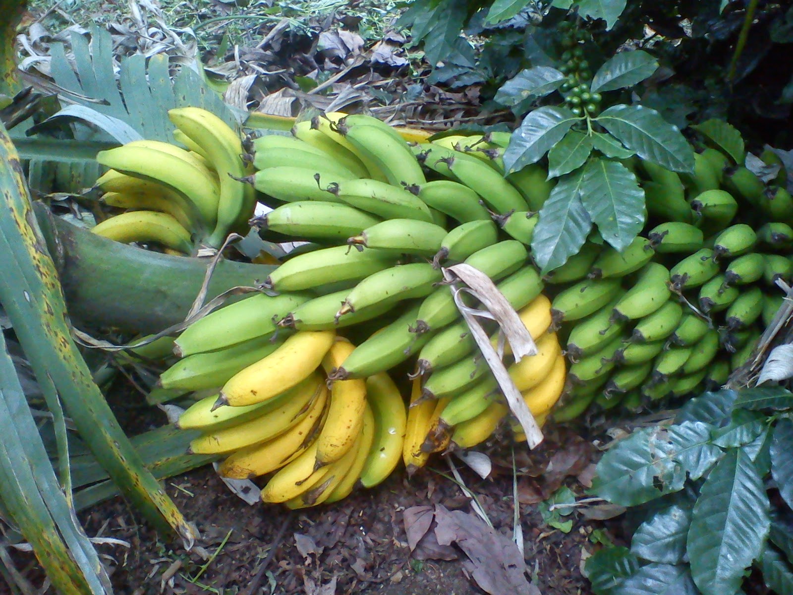 JOGONIANDO EN EL CAMPO