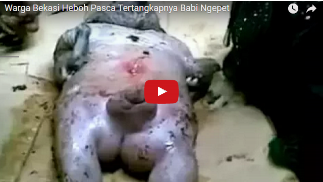 Heboh, Beredar Video Babi Ngepet Ditemukan di Bekasi, Bentuknya Seperti Manusia Gendut