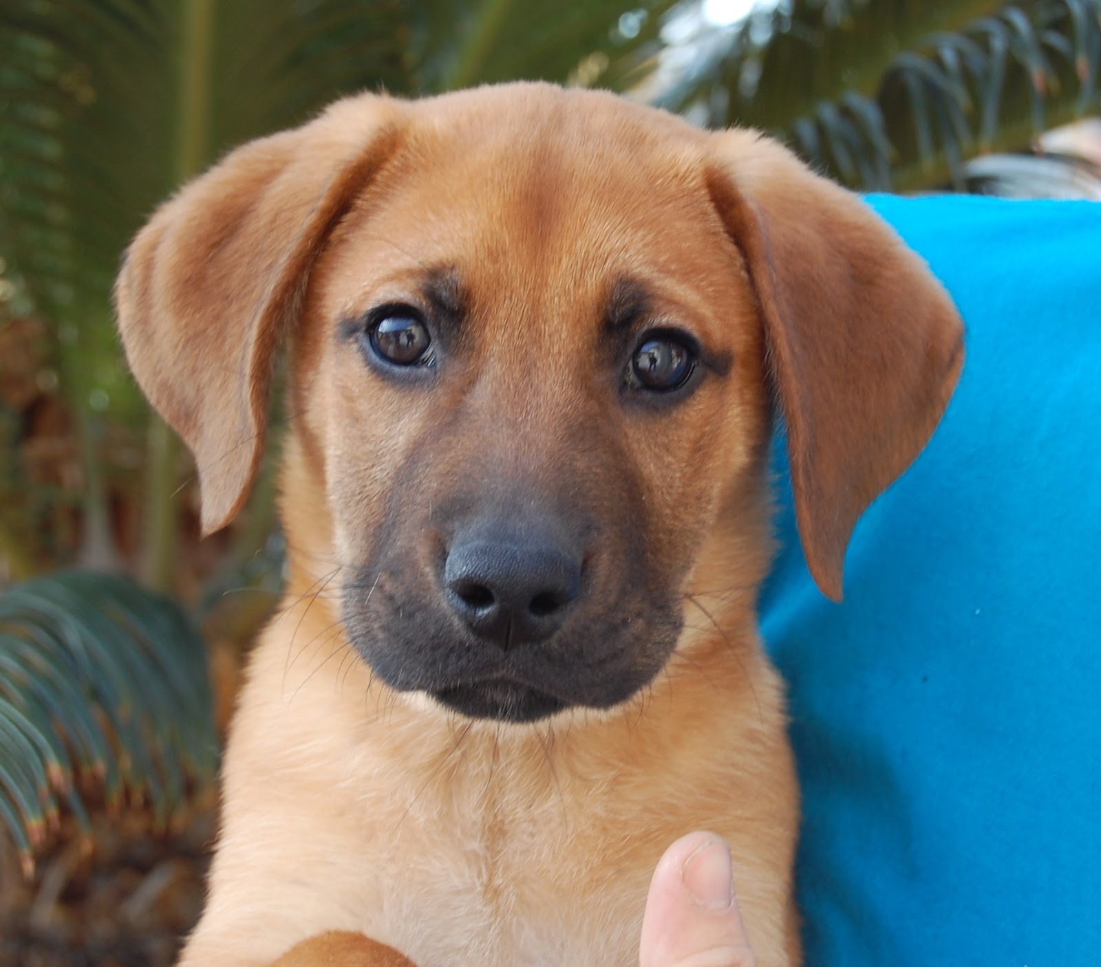 dogs sergeant puppy cats sweetheart spca rescue nevada animal bonding loves