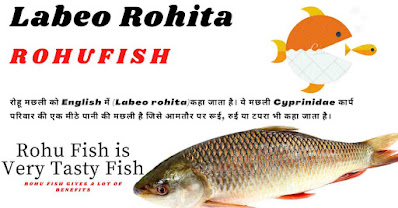 Rohu मछली का Scientific नाम क्या है