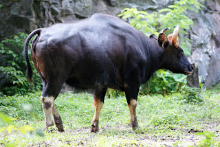 Malezya'da esir gaur