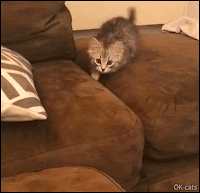 Funny Kitten GIF • When your crazy kitten wants to kill you, pouncing on you like a wild tiger