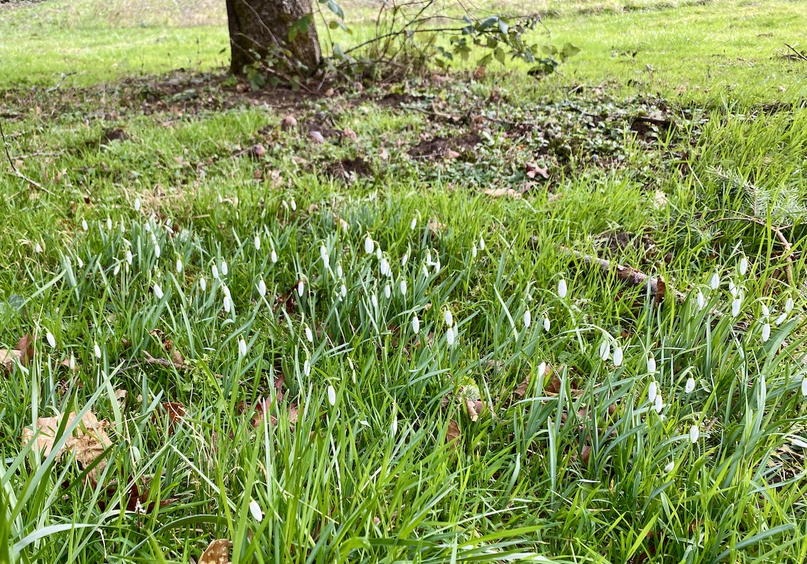 Teresa Kasner Snowdrops and Chickens 🐔