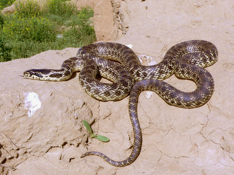 Змея в казахстане