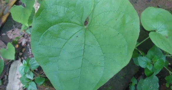 21+ Contoh Tulang Daun Melengkung dan Foto/Gambarnya - Website Pendidikan