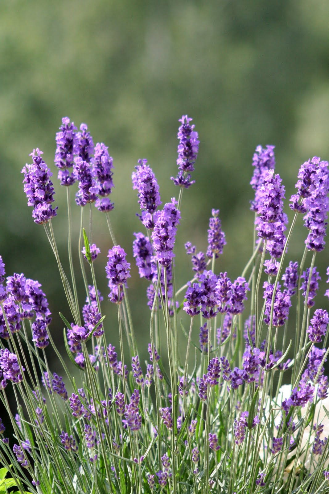 Aroma-Secrets : Lavendel