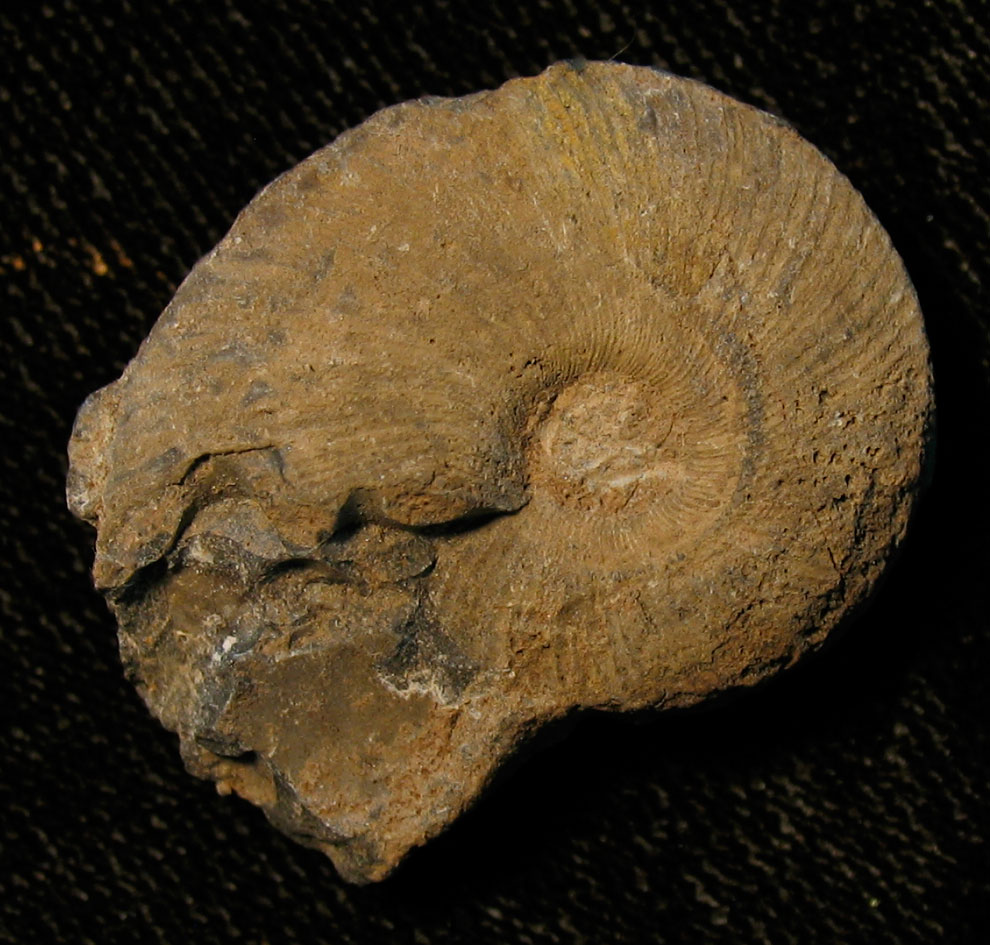 Louisville Fossils and Beyond: Meekoceras Ammonoid Fossil